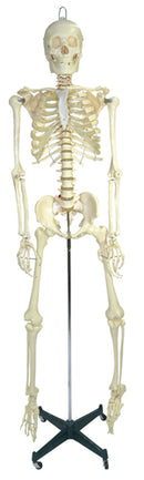 Life-Size Skeleton