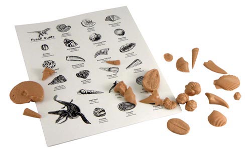 3-D Fossil Reproductions - 5 Sets