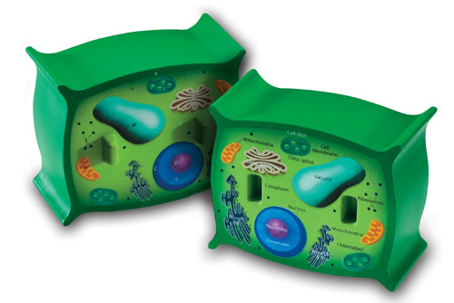 Cross-Section Plant Cell Model