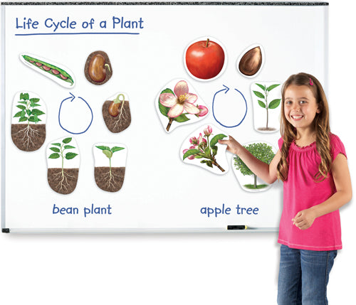 Giant Magnetic Plant Life Cycles