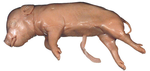 Fetal Pig (11"-13")