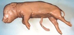 Fetal Pig (7"-11")(Double Injection)
