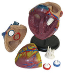 Jumbo Heart Model