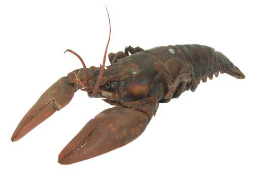 Crayfish (3"-4") - Pack of 10