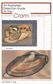 Dissection Guide to the Clam