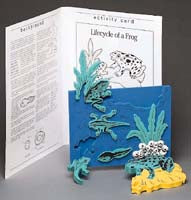 Book Plus Model - Lifecycle of a Frog