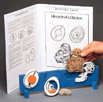 Book Plus Model - Lifecycle of a Chicken