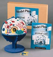 Model Plus Animal Cell Model