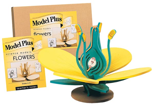 Model Plus: The Flower