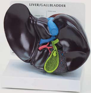 Liver/Gall Bladder Model