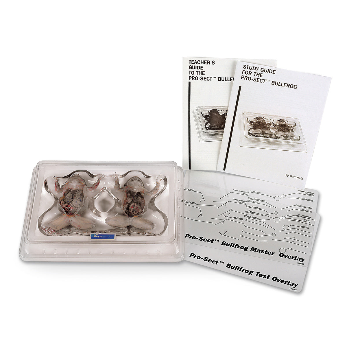 Frog Models and Kits