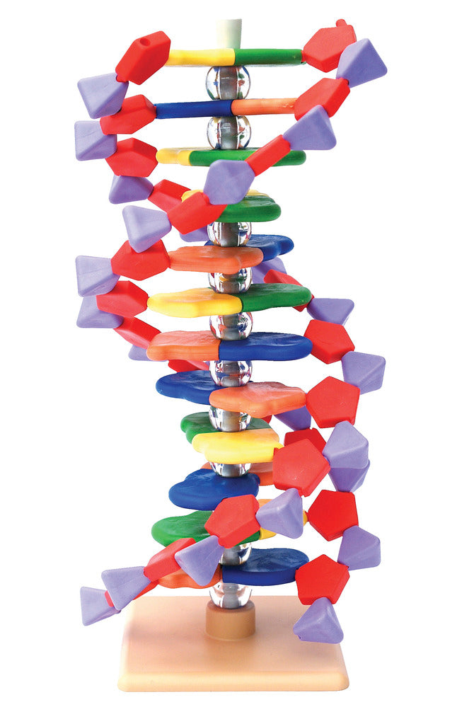 Dna Models Abz DNA Models