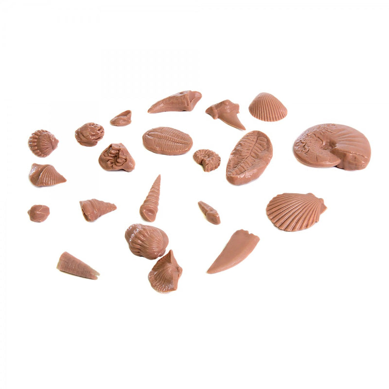 3-D Fossil Reproductions - 5 Sets