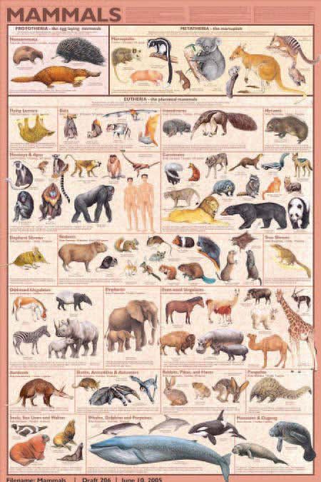 Mammals Poster