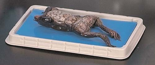 Standard Poly Pan (11.5" x 7.5") with Disecto-Flex Pad