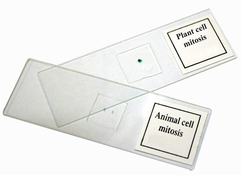 Mitosis Slide Set