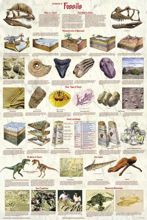 Intro to Fossils Poster